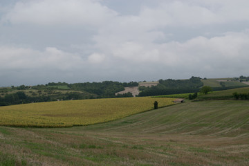 French field