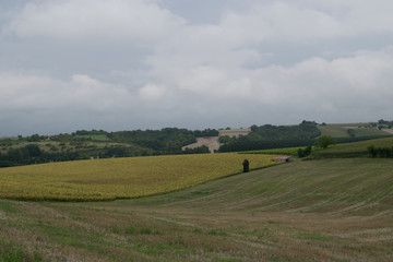 Naklejka premium French field