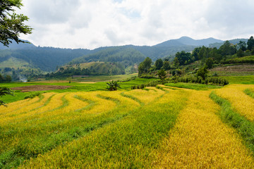 Ready to harvest rice field