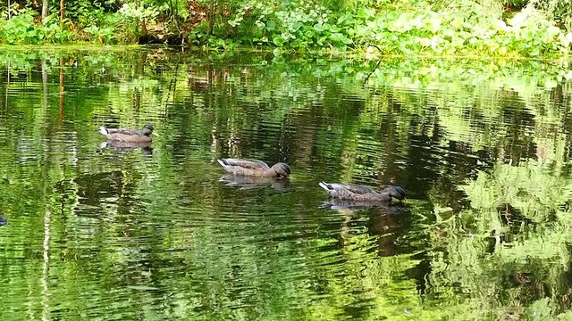 Ducks on lake in Sunny day