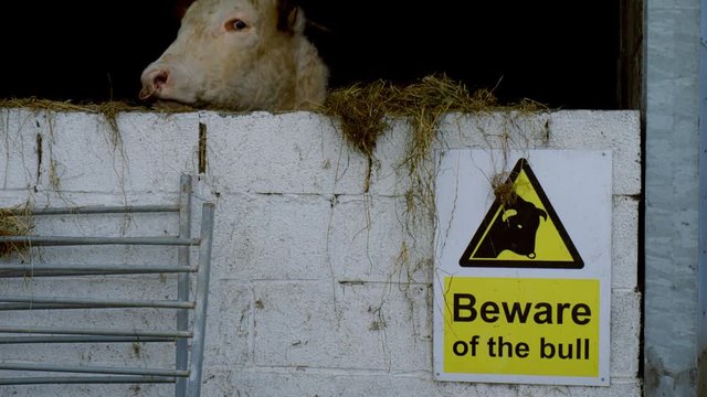 farming livestock - bull in barn with danger beware sign