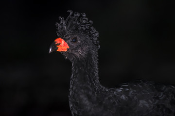 Mutum-de-bico-vermelho (Crax blumenbachii) | Red-billed Curassow photographed in Linhares, Espírito Santo - Southeast of Brazil. Atlantic Forest Biome.