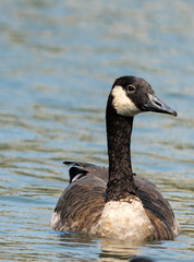 Goose