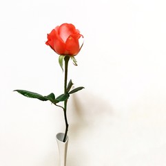 Red rose isolated on white background with copy space 