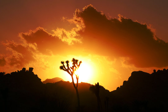 Joshua trees as sunset, Joshua Tree National Park, USA 