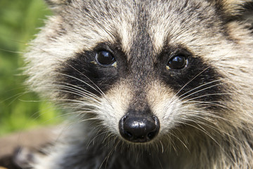 Raccoon Closeup