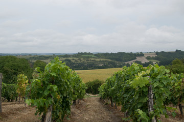 Fototapeta premium Vineyard 