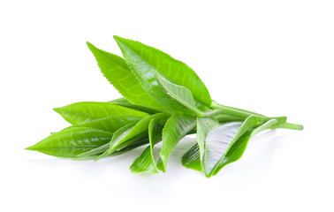 Fototapeta premium greentea leaf isolated on white background