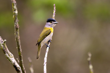 Caneleiro-verde (Pachyramphus viridis) | Green-backed Becard photographed in Linhares, Espírito Santo - Southeast of Brazil. Atlantic Forest Biome.