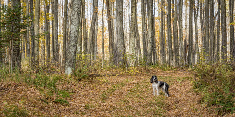 Obraz na płótnie Canvas Dog in the Woods
