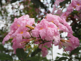 Pink Flower