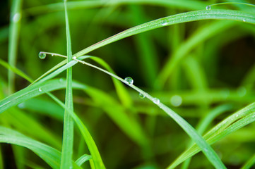 Dew on green a grass close up