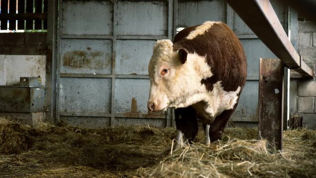 farming livestock - bull in barn