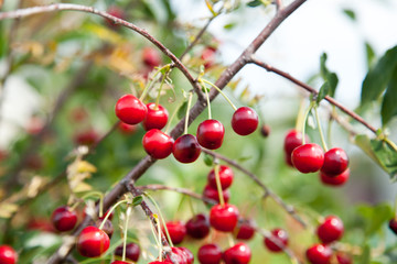 Red Cherries on Branches