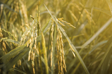 Rice in the field , .Paddy