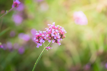 Obraz premium The background image of the colorful flowers