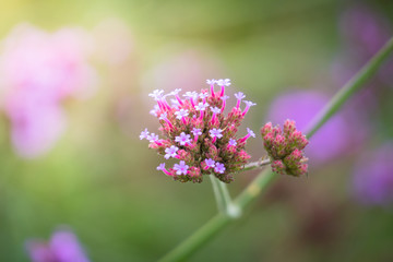 The background image of the colorful flowers