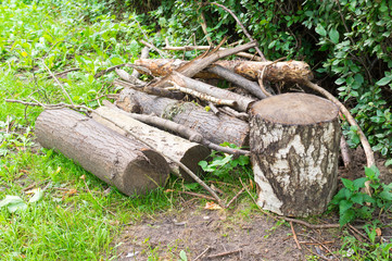 tree logs on the grass at summer. background, nature.