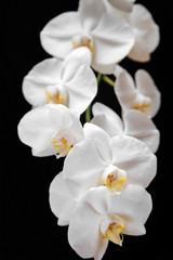 White orchid on black background