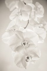 Biała orchidea na białym tle - 170375033