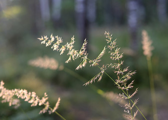 Dry grass on blurred background.