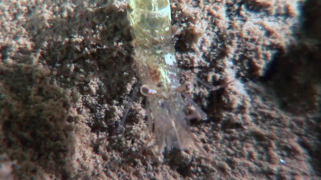 Glass shrimp masked in search of food underwater seabed of White Sea Russia. Unique macro video close up. Predators of marine life on the background of pure and transparent water stones.