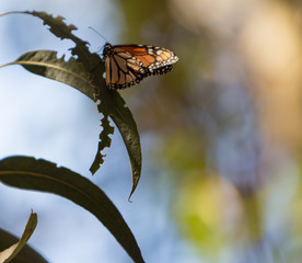 Monach Butterfly Migration