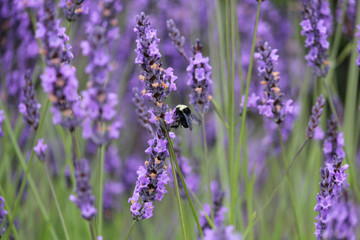 Lavender + Bee