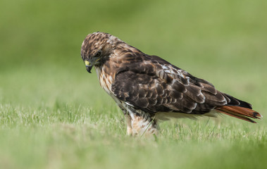 Obraz premium Red Tailed Hawk
