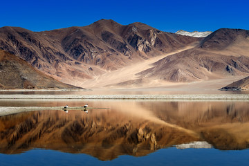 Couple of Seagull at Pangong lake with reflection