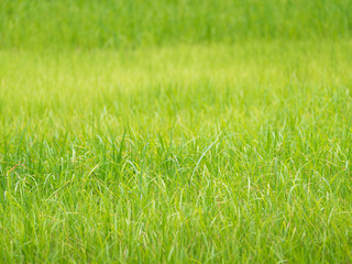 Blur of The Rice Field