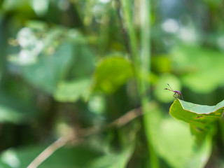 Adventure of The Small Insect Stand Gracefully