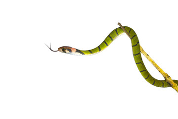Rhabdophis nigrochinctus snake isolated on white background
