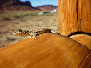 Western Fence Lizard