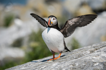 Obraz premium Atlantic Puffin