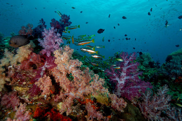 Fototapeta na wymiar Coral found in coral reef area at Redang island, Malaysia