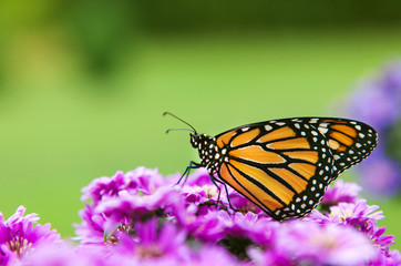 Monarch Butterfly Profile