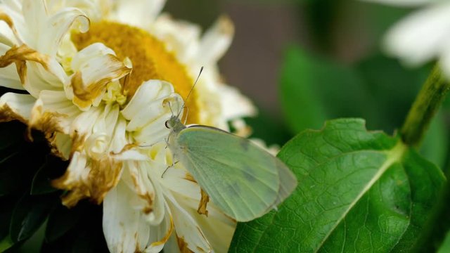 Pieris brassicae white butterfly