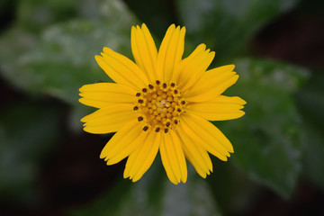 Sphagneticola trilobata and sunlight
