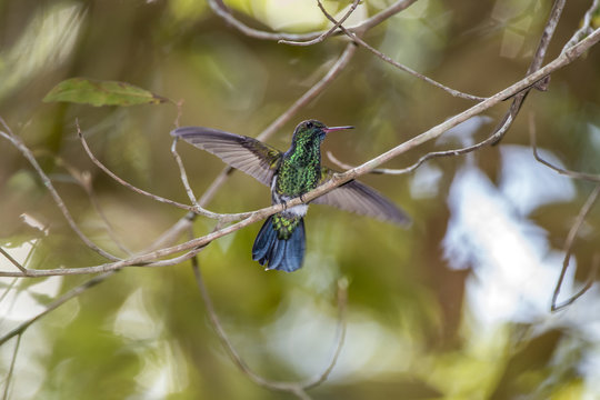 Beija-flor-de-garganta-azul (Chlorostilbon Notatus) | Blue-chinned Sapphire Photographed In Linhares, Espírito Santo - Southeast Of Brazil. Atlantic Forest Biome.