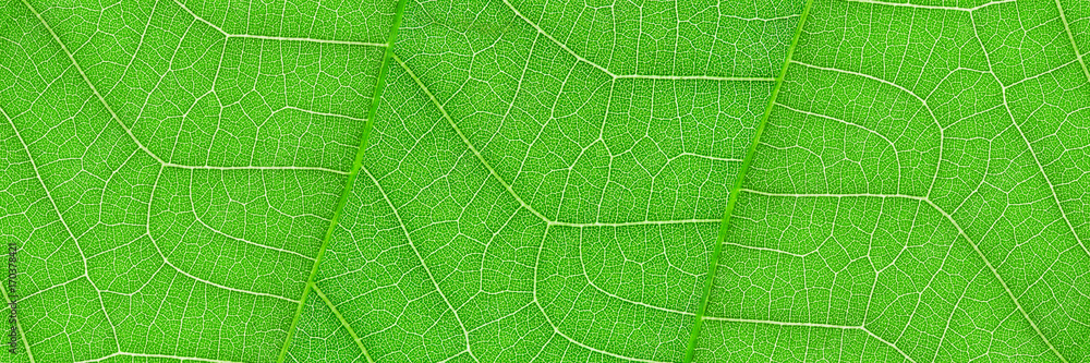 Poster horizontal green leaf texture for pattern and background