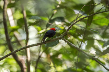 Cabeça-encarnada (Ceratopipra rubrocapilla) | Red-headed Manakin photographed in Linhares, Espírito Santo - Southeast of Brazil. Atlantic Forest Biome.