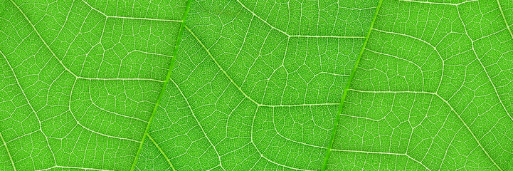 horizontal green leaf texture for pattern and background