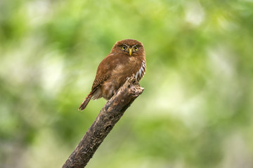 Caburé-miudinho (Glaucidium minutissimum) | Least Pygmy-Owl photographed in Linhares, Espírito Santo - Southeast of Brazil. Atlantic Forest Biome.