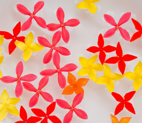 Obraz premium red flower on water / flower background
