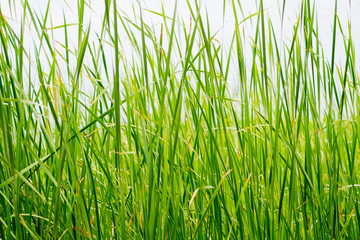 Naklejka premium green leave