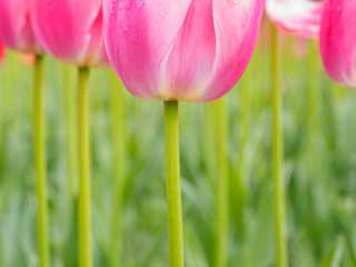 Obraz premium Spring flowers series, beautiful pink tulip in tulip field with blur background.