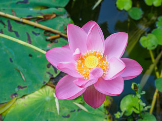 Fototapeta premium Summer flowers series, Macro flat top view down closeup of bright pink lotus flower with yellow seedpod inside.