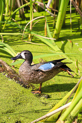 A blue-winged teal duck against a green background