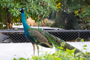 Naklejka premium male peacock standing in the zoo